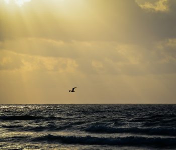 Seagull Soaring Over The Mexican Caribbean