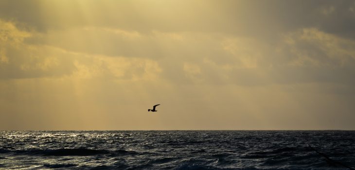 Seagull Soaring Over The Mexican Caribbean