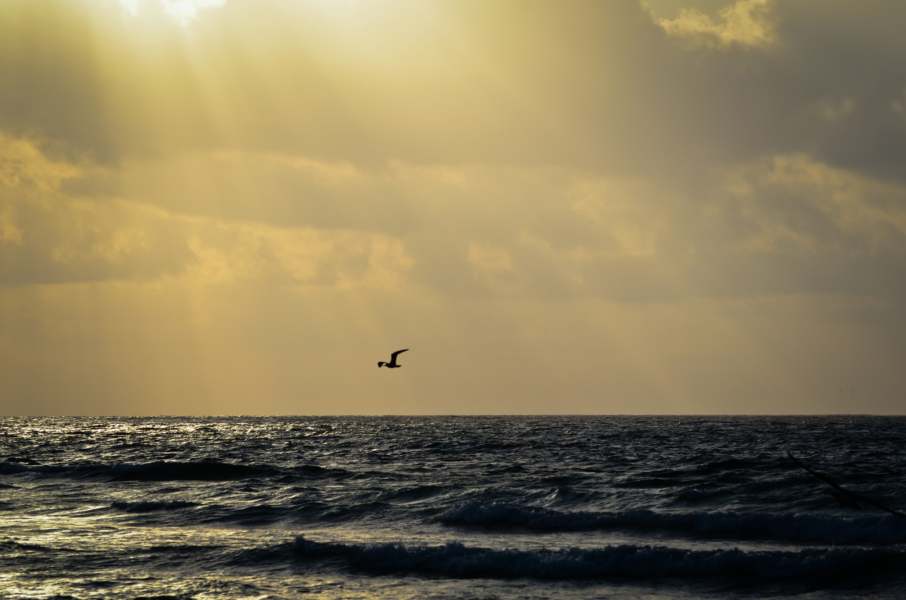 Seagull Soaring Over The Mexican Caribbean